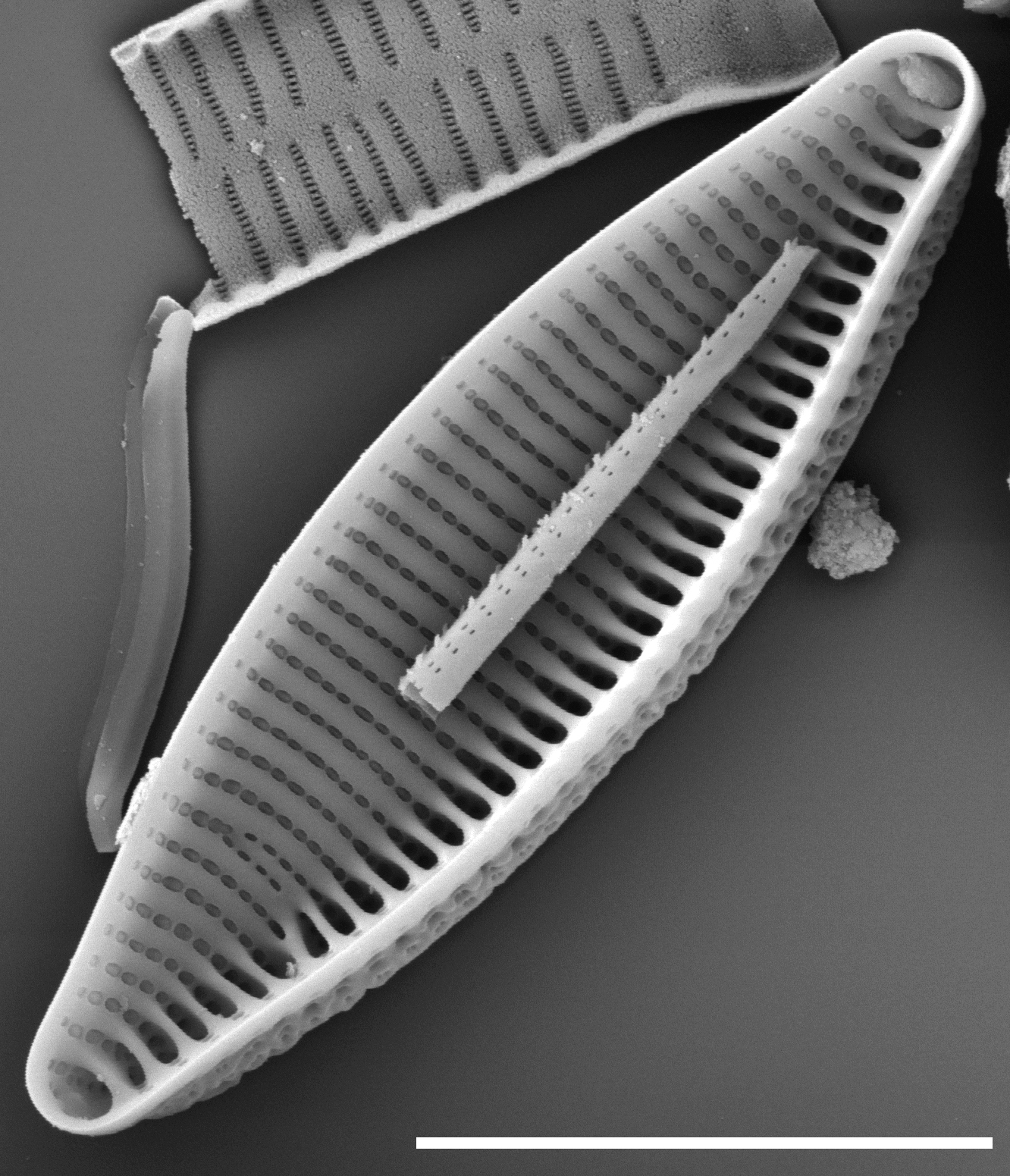 Nitzschia angustata SEM2