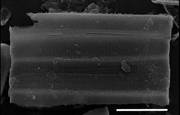 Fragilariforma nitzschioides SEM1