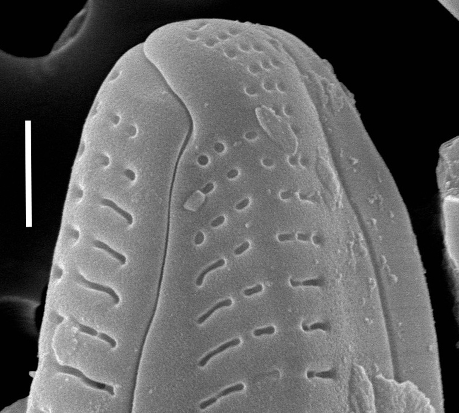 Delicata canadensis SEM1