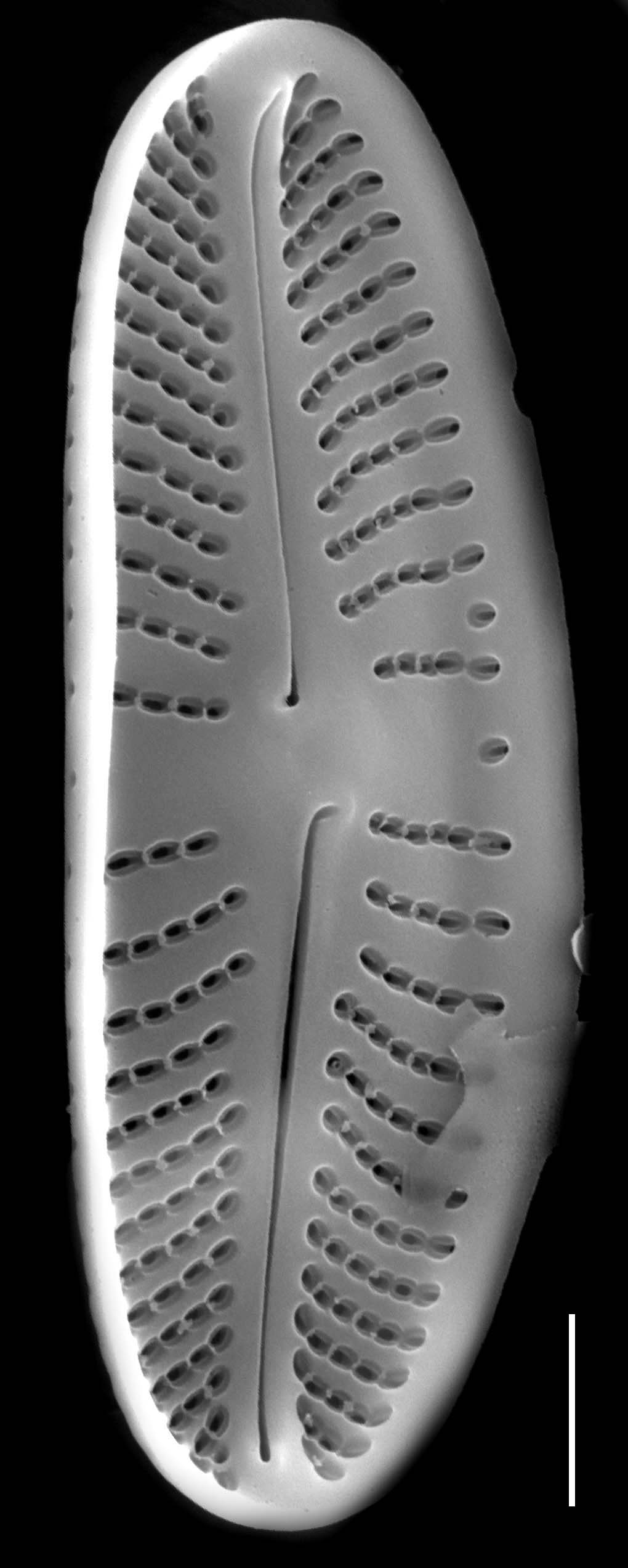 Achnanthidium atomus SEM3