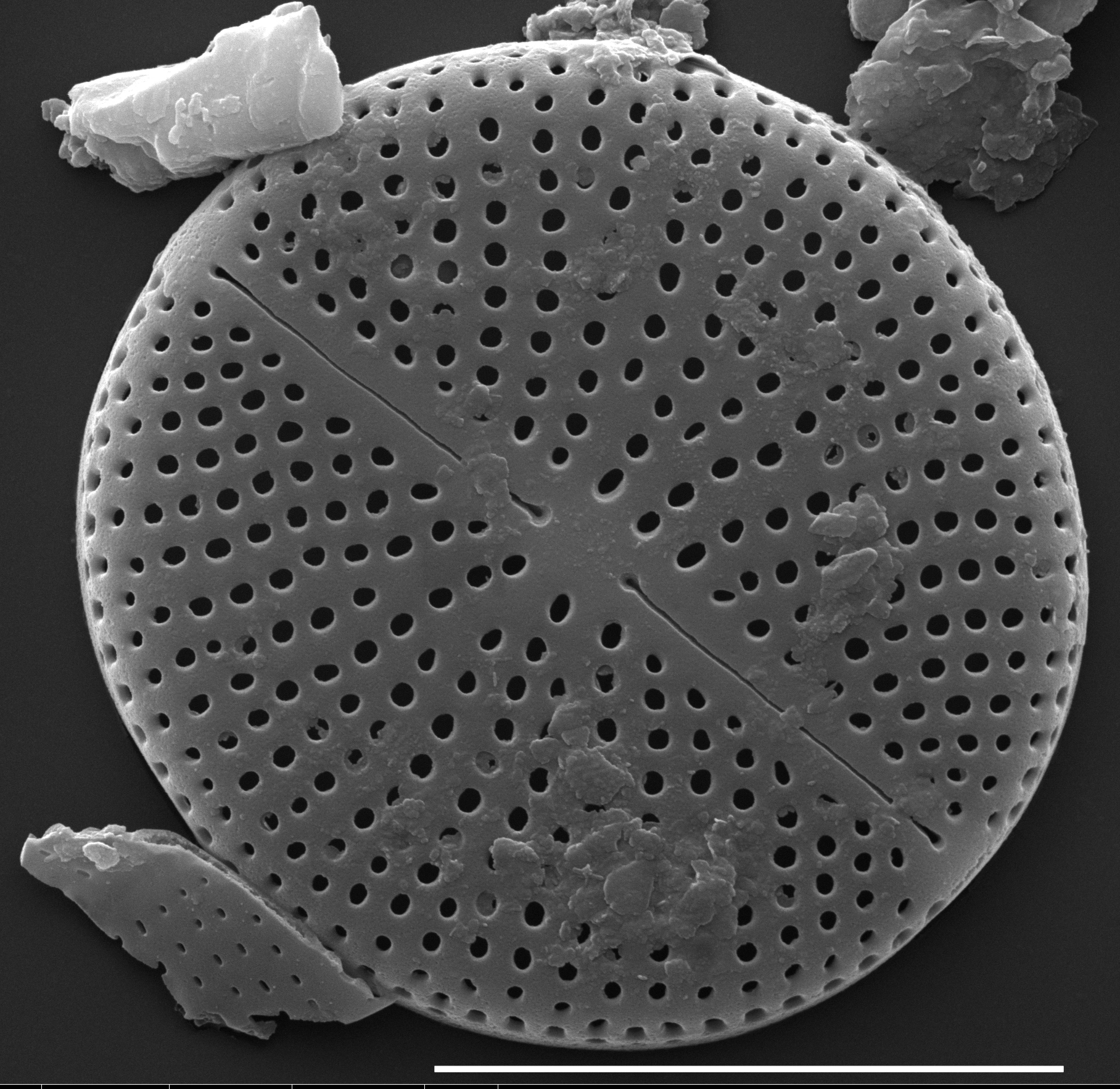 Cavinula pseudoscutiformis SEM1