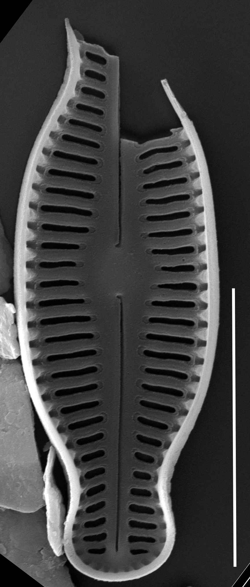 Humidophila schmassmanni SEM2