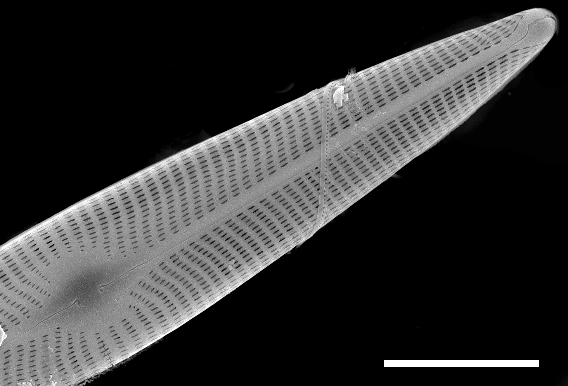 Navicula radiosa SEM1