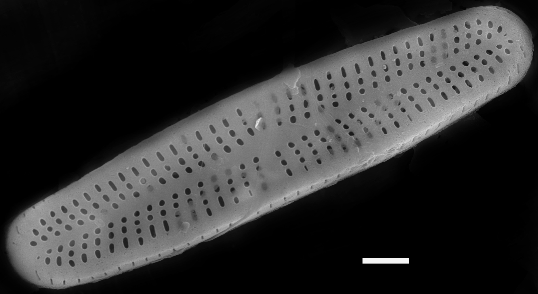 Achnanthidium minutissimum SEM3