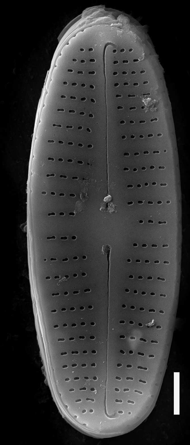 Achnanthidium rivulare SEM1