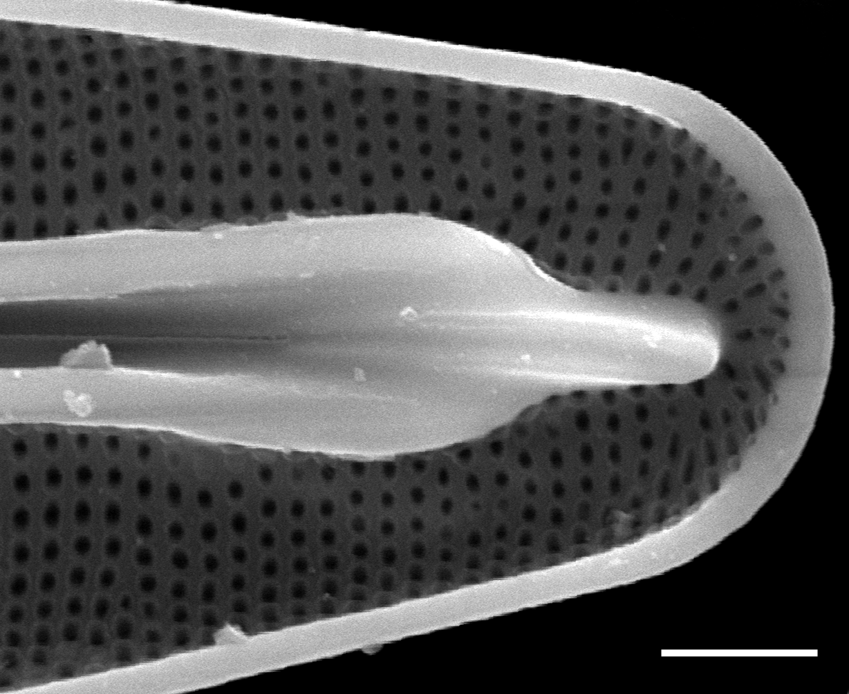 Frustulia amphipleuroides SEM1