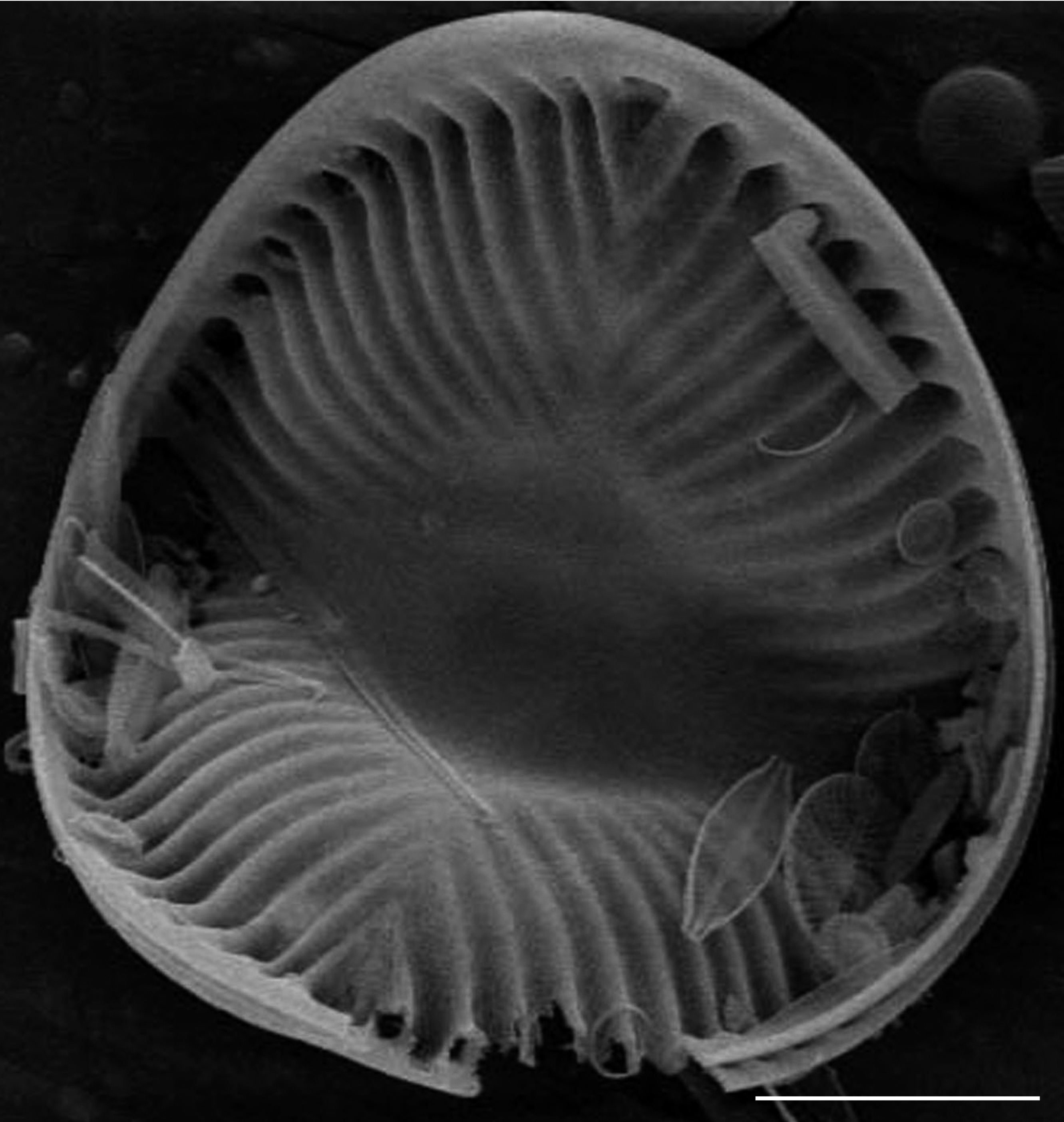 Campylodiscus hibernicus SEM2