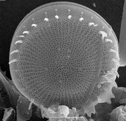 Stephanodiscus niagarae SEM1