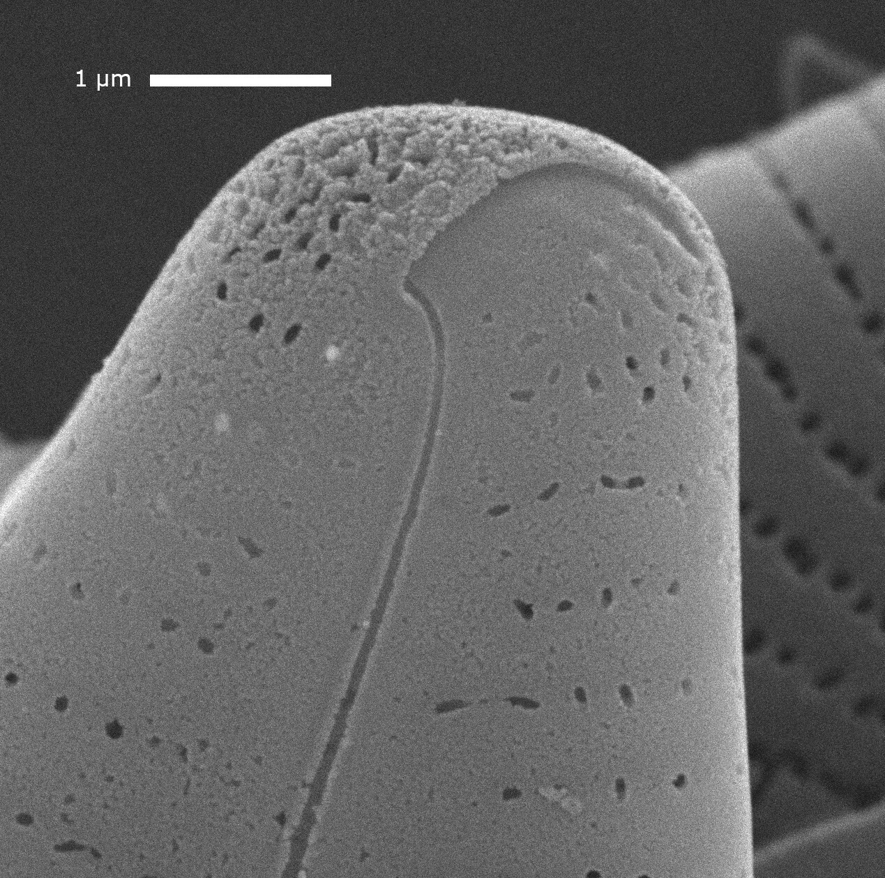 Cymbellafalsa diluviana SEM1 MARL105800