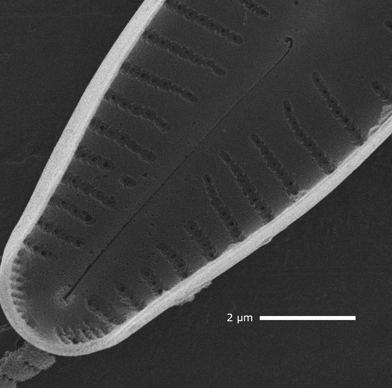 Cymbellafalsa diluviana SEM3 MARL105800