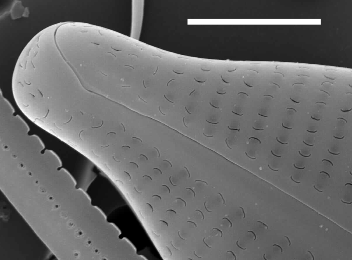 Cymbopleura sublanceolata SEM1