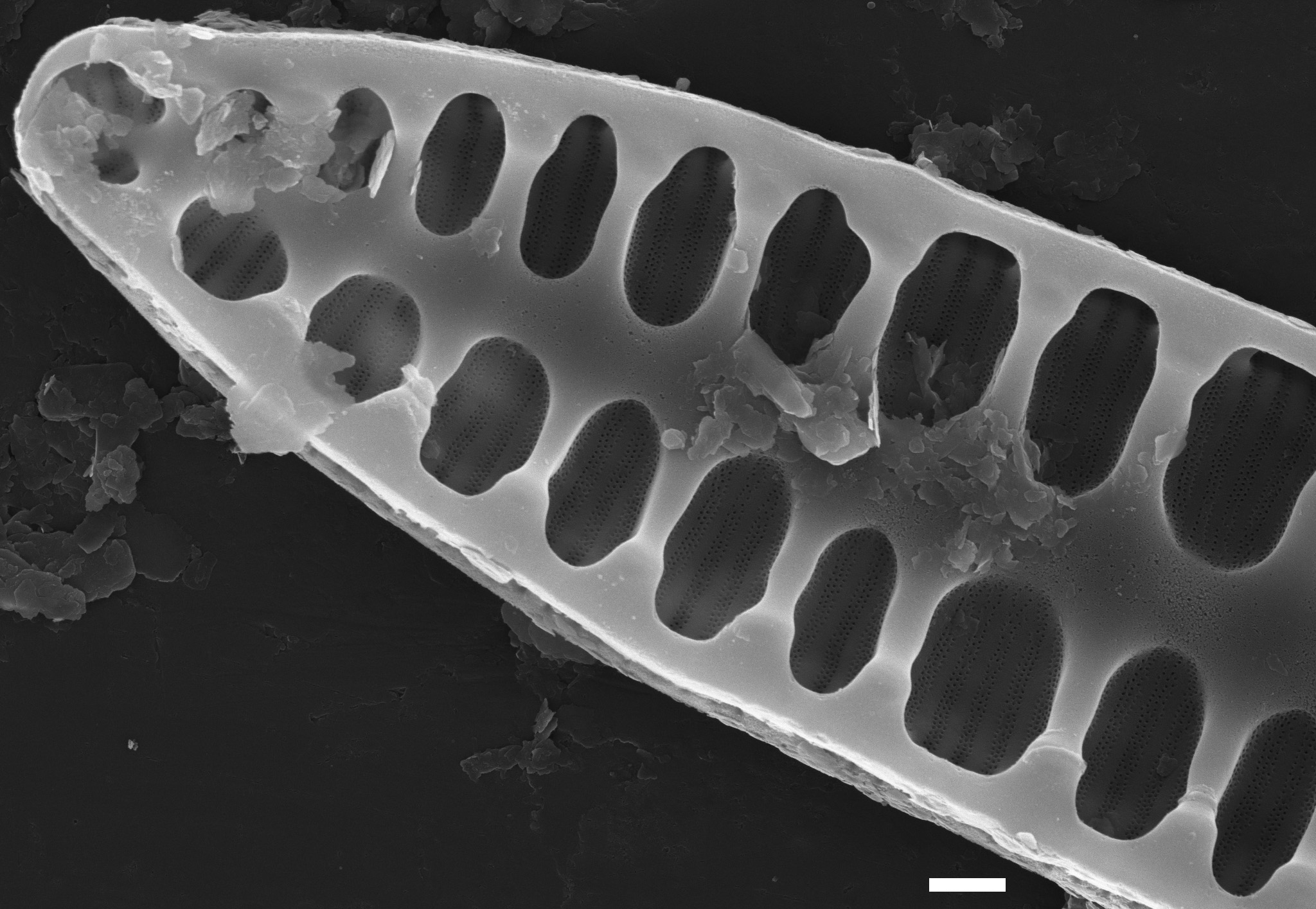 Surirella arctica SEM3