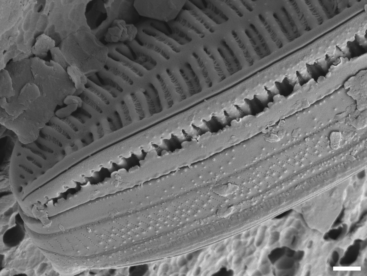 Surirella arctica SEM2