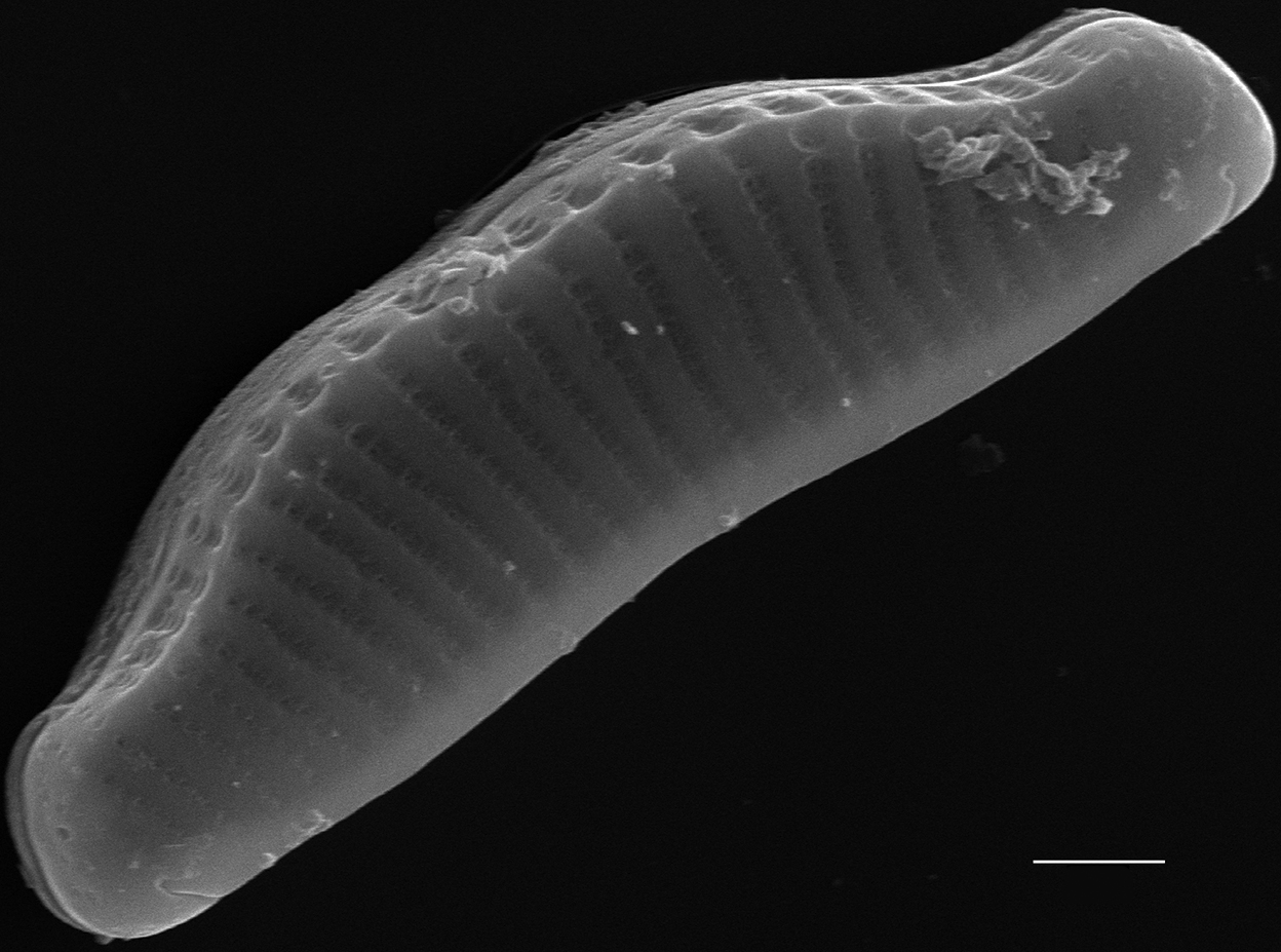 Eunotia kociolekii SEM4