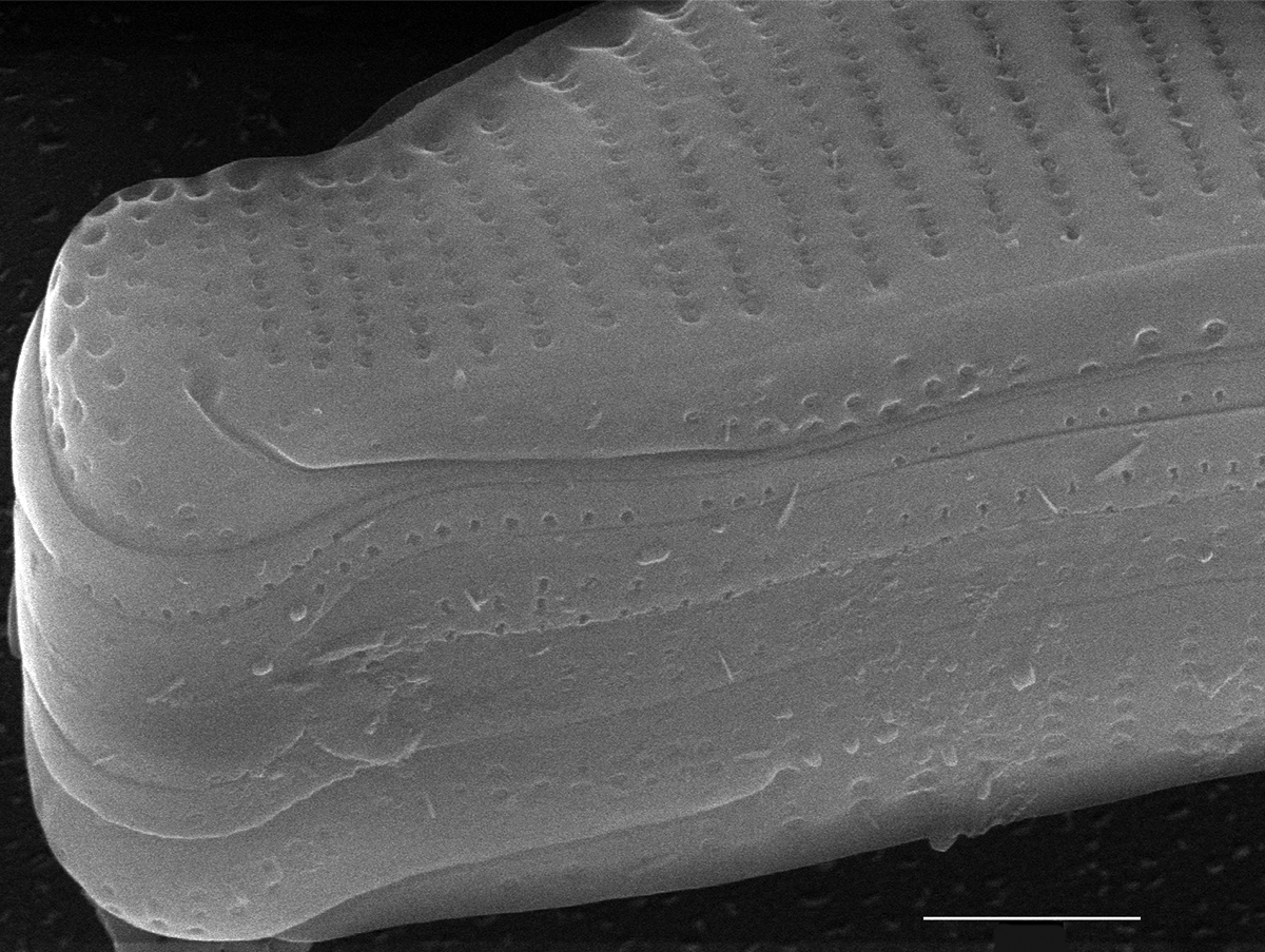 Eunotia kociolekii SEM3