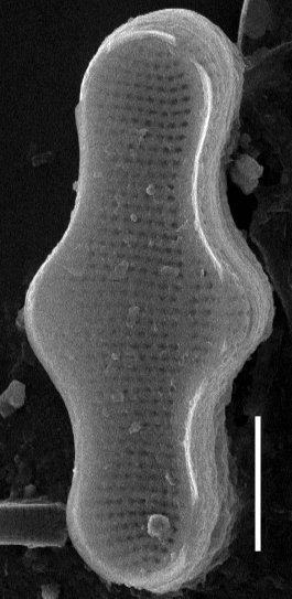 Achnanthes inflata SEM2