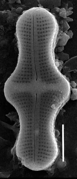 Achnanthes inflata SEM3