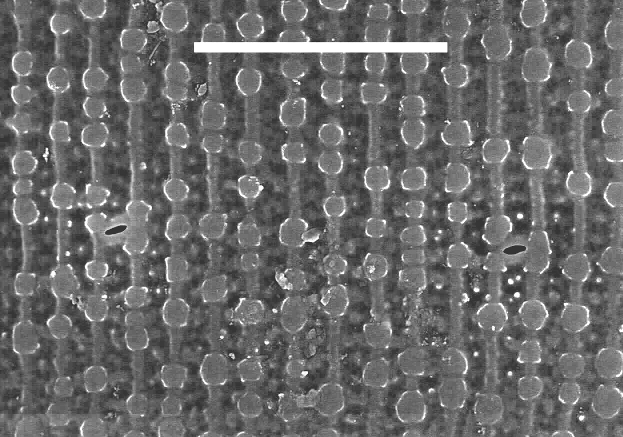 Melosira undulata SEM4