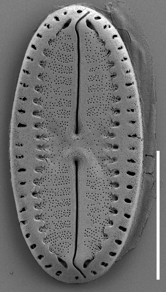 Fallacia Californica Sem3 901 M14126 02