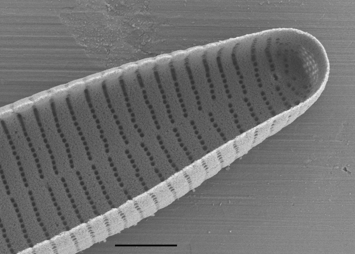 Fragilariforma nitzschioides SEM3