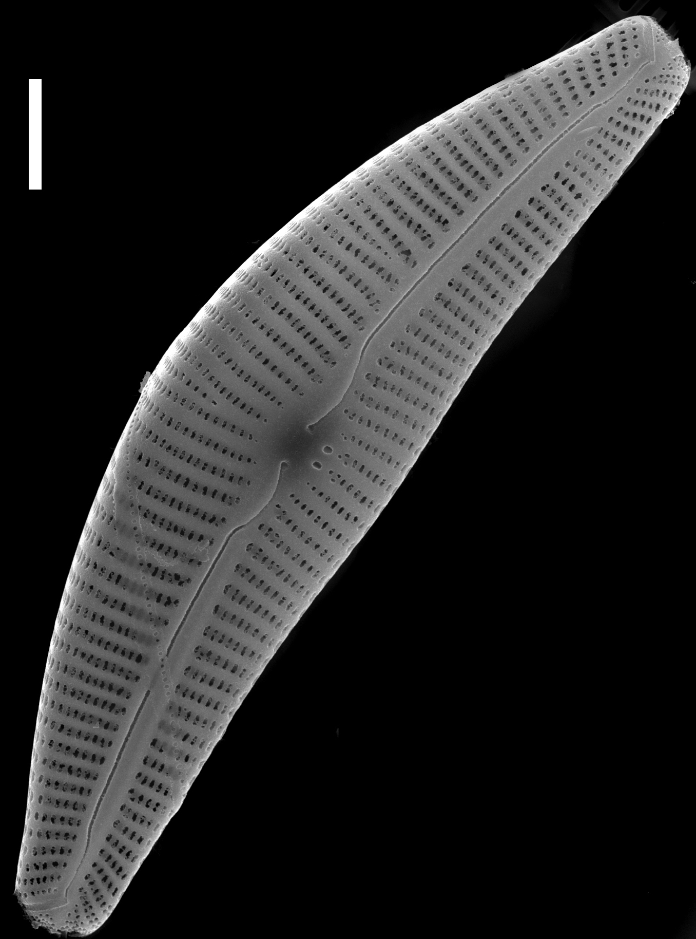 Cymbella subturgidula SEM2