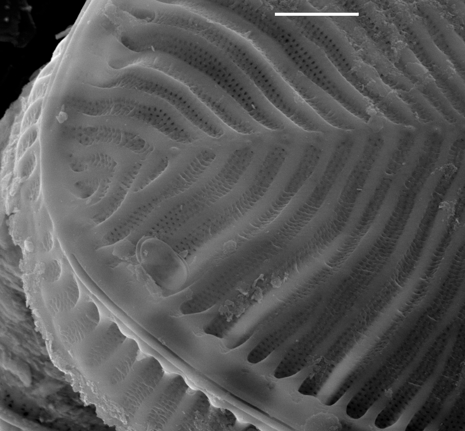 Surirella lacrimula SEM2