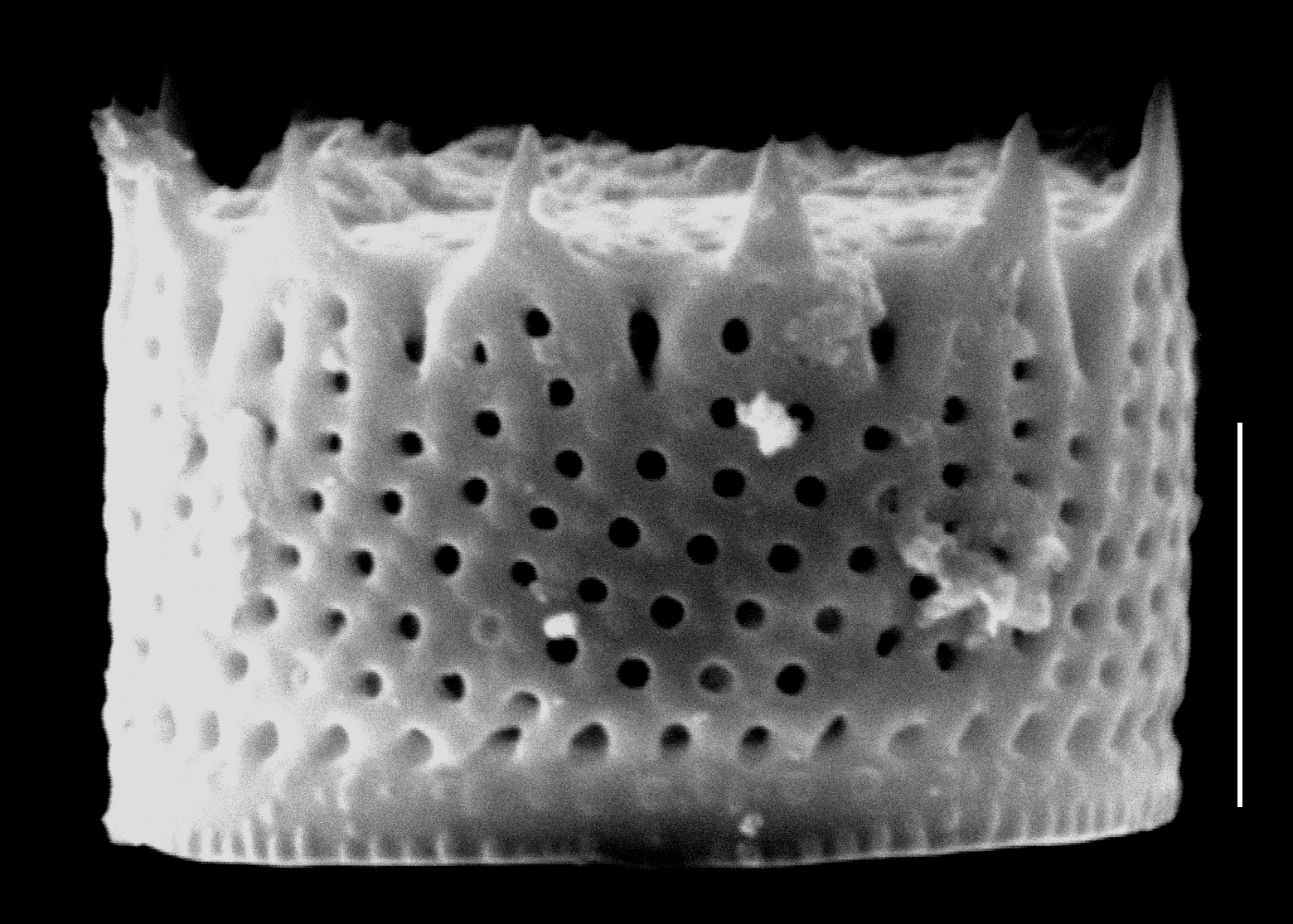 Aulacoseira pusilla SEM3