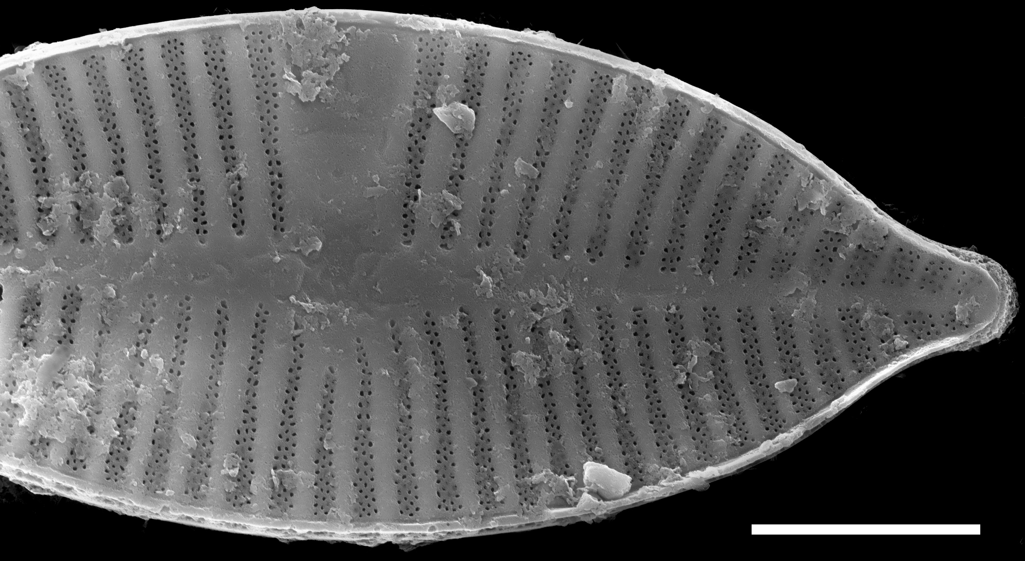 Planothidium apiculatum SEM2