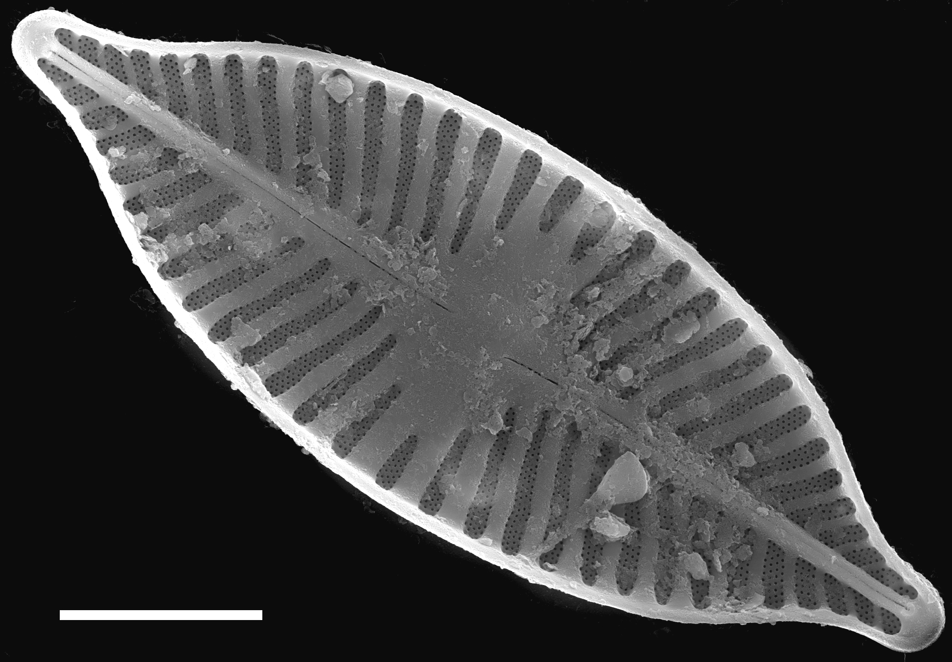 Planothidium apiculatum SEM3