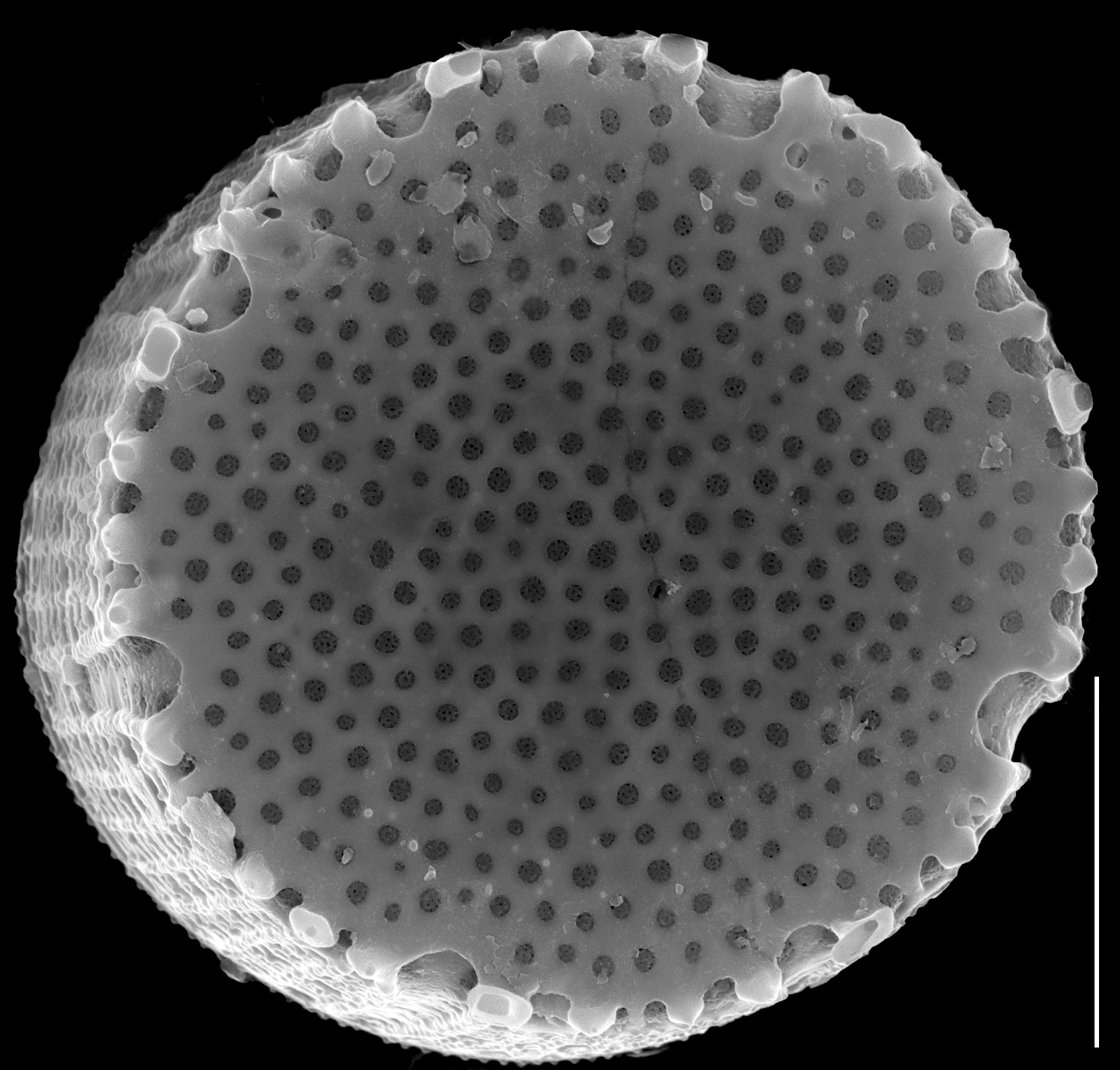 Aulacoseira muzzanensis SEM1