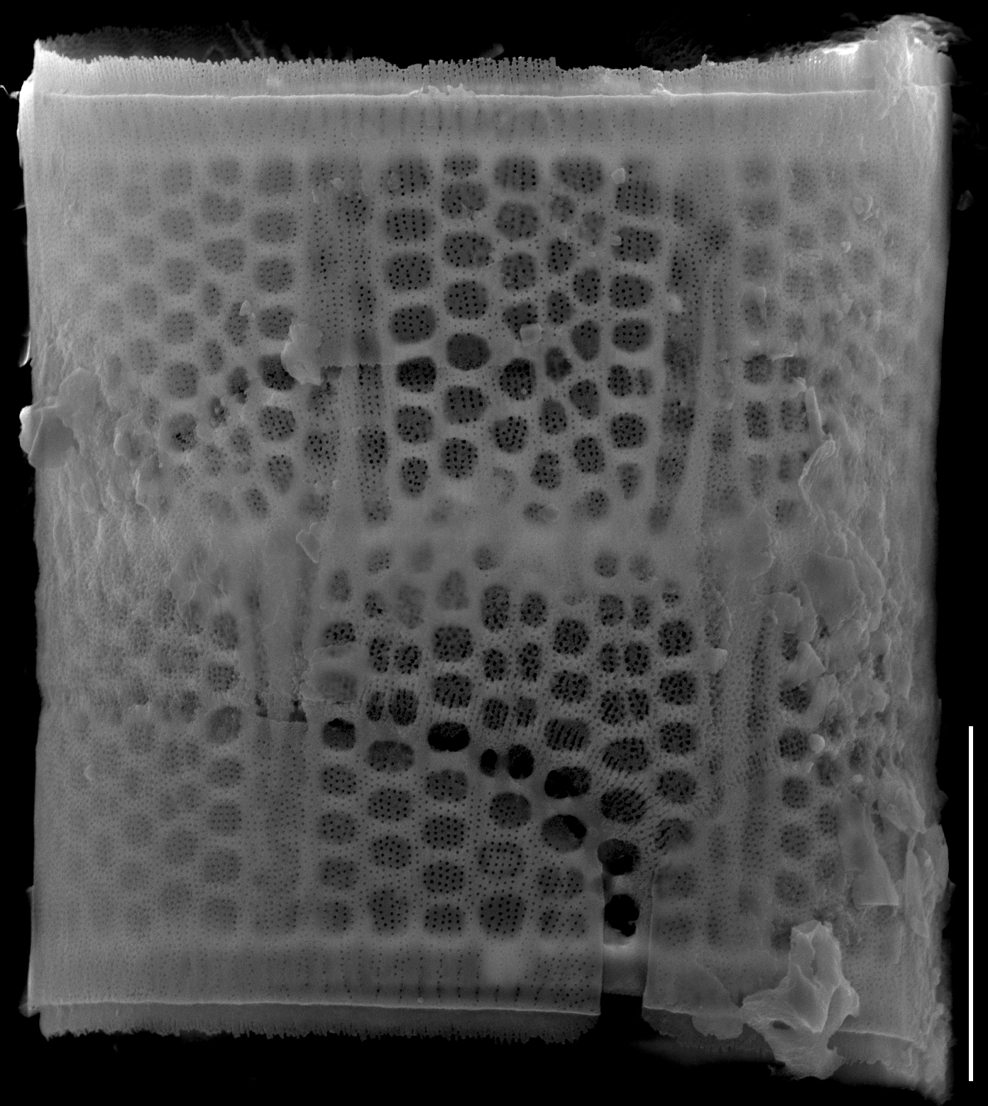 Aulacoseira muzzanensis SEM3