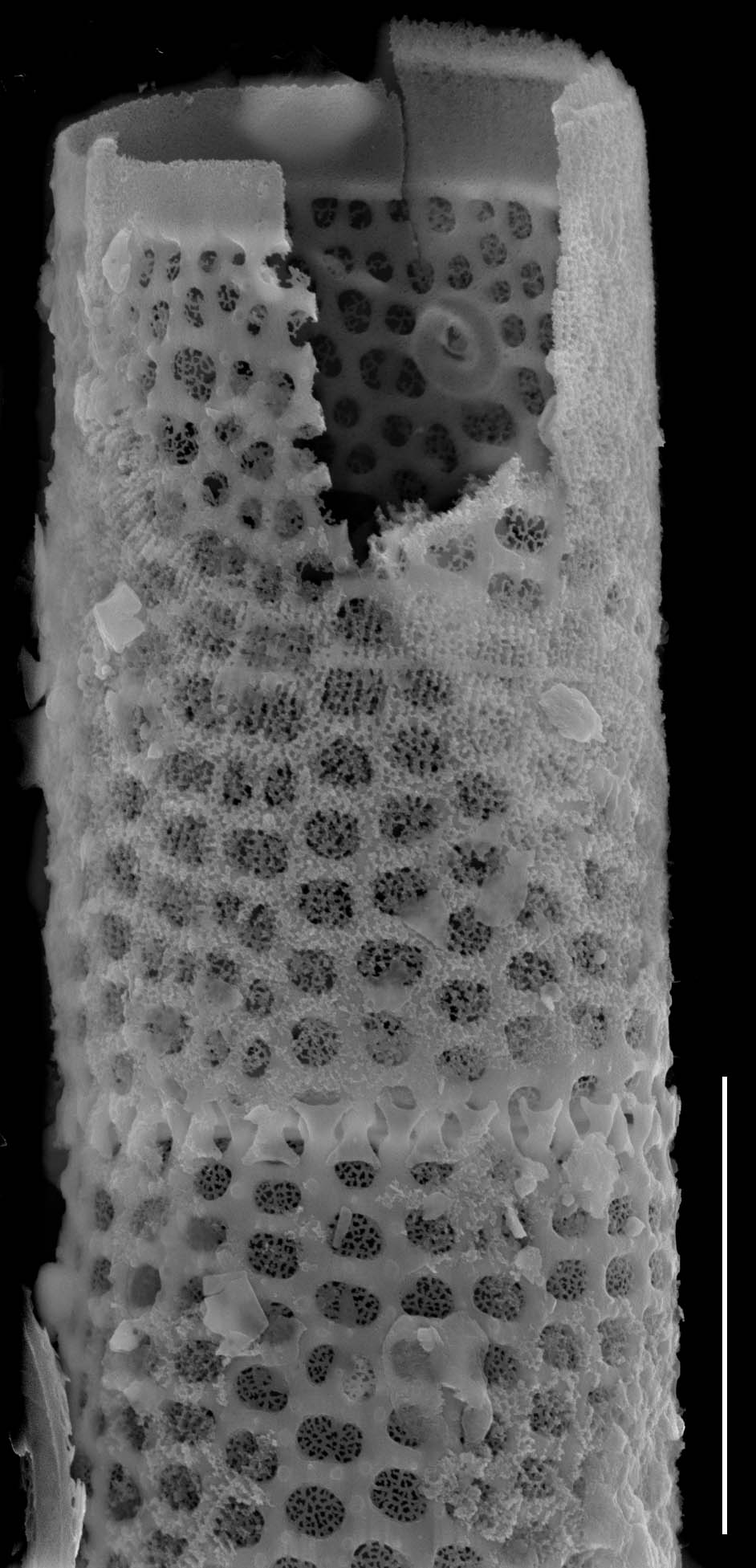 Aulacoseira granulata SEM1