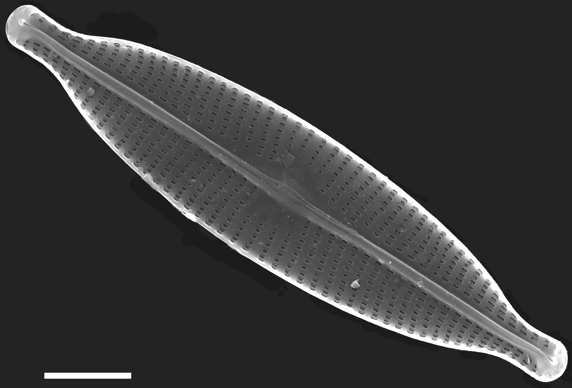 Navicula subrhynchocephala SEM4