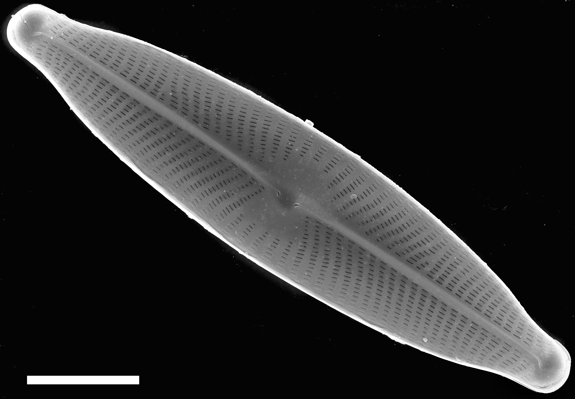 Navicula viridula SEM1