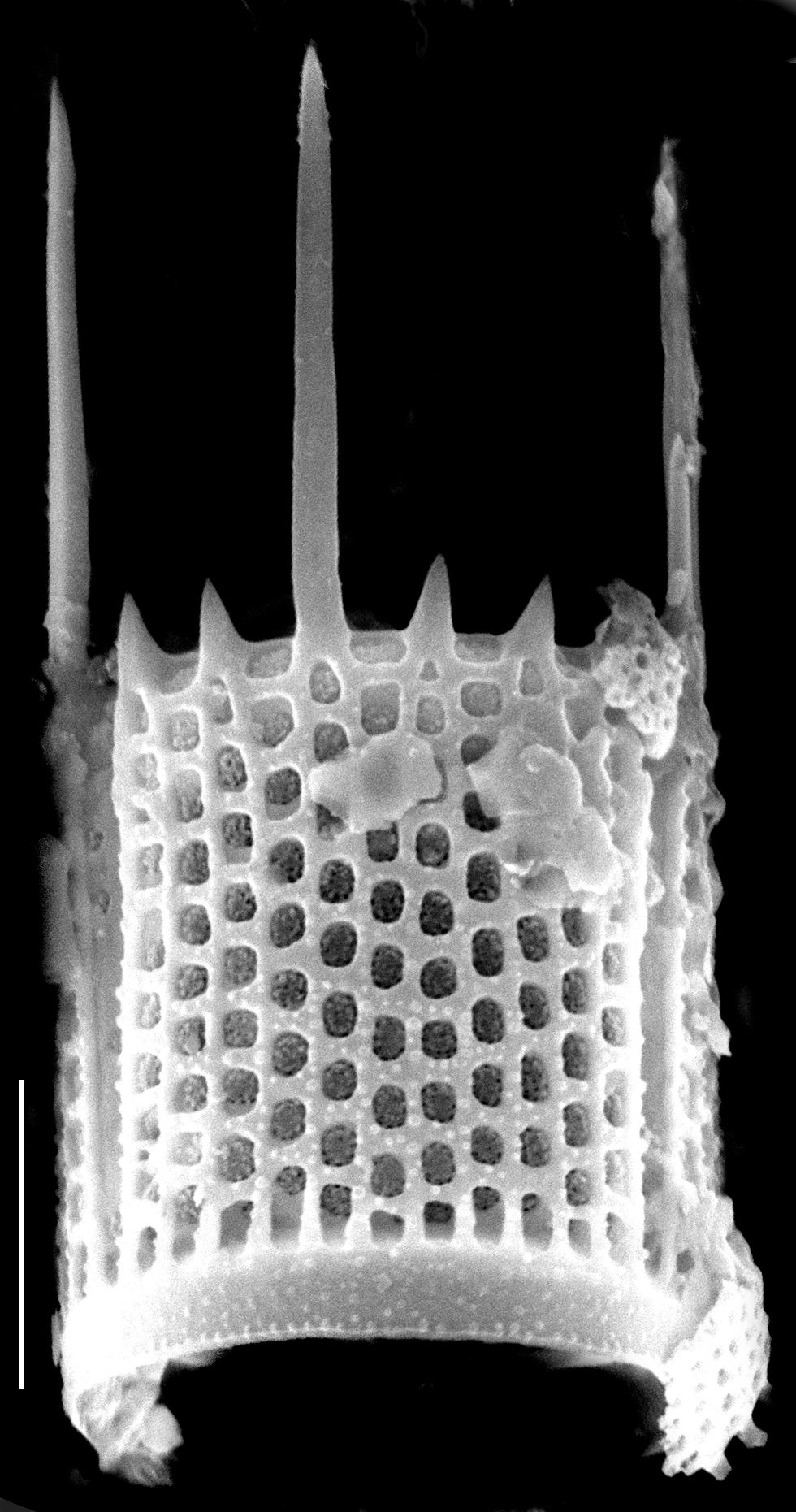 Aulacoseira granulata SEM5