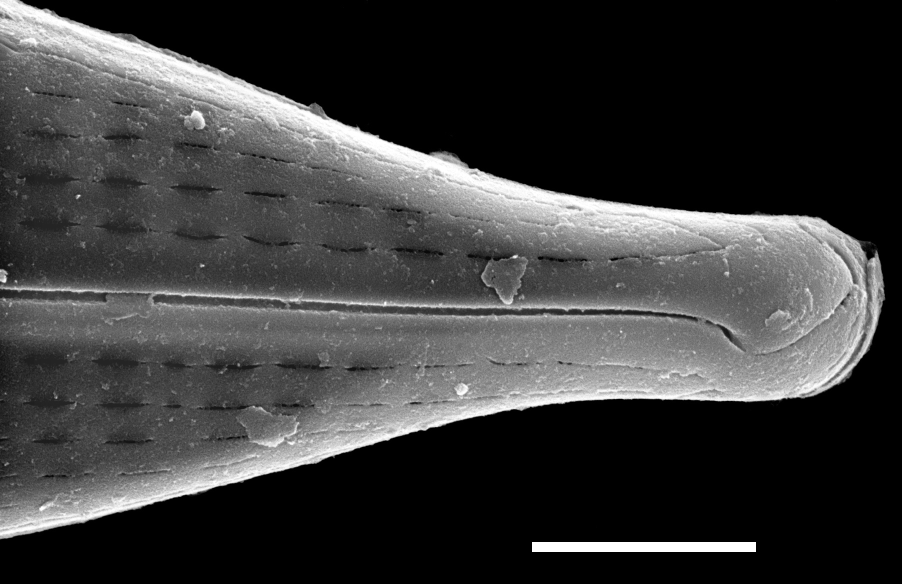 Navicula subrostellata SEM3