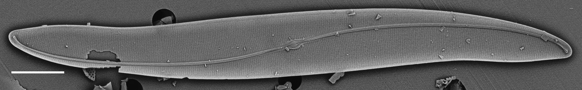 Gyrosigma obscurum SEM1