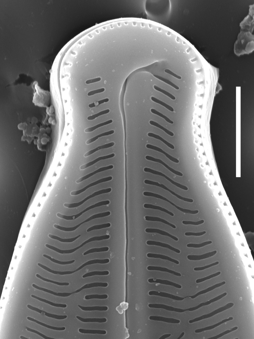 Kobayasiella okadae SEM1