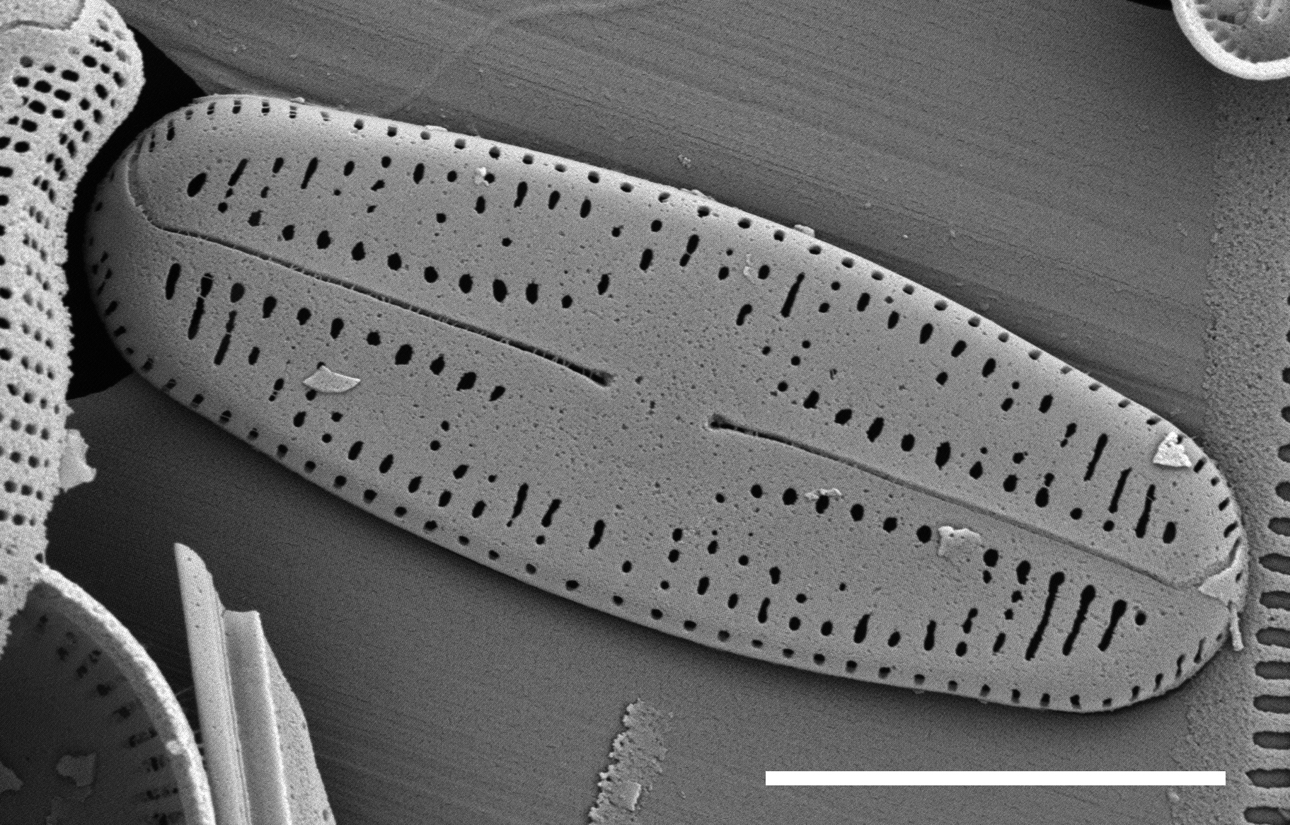 Chamaepinnularia witkowkii SEM2