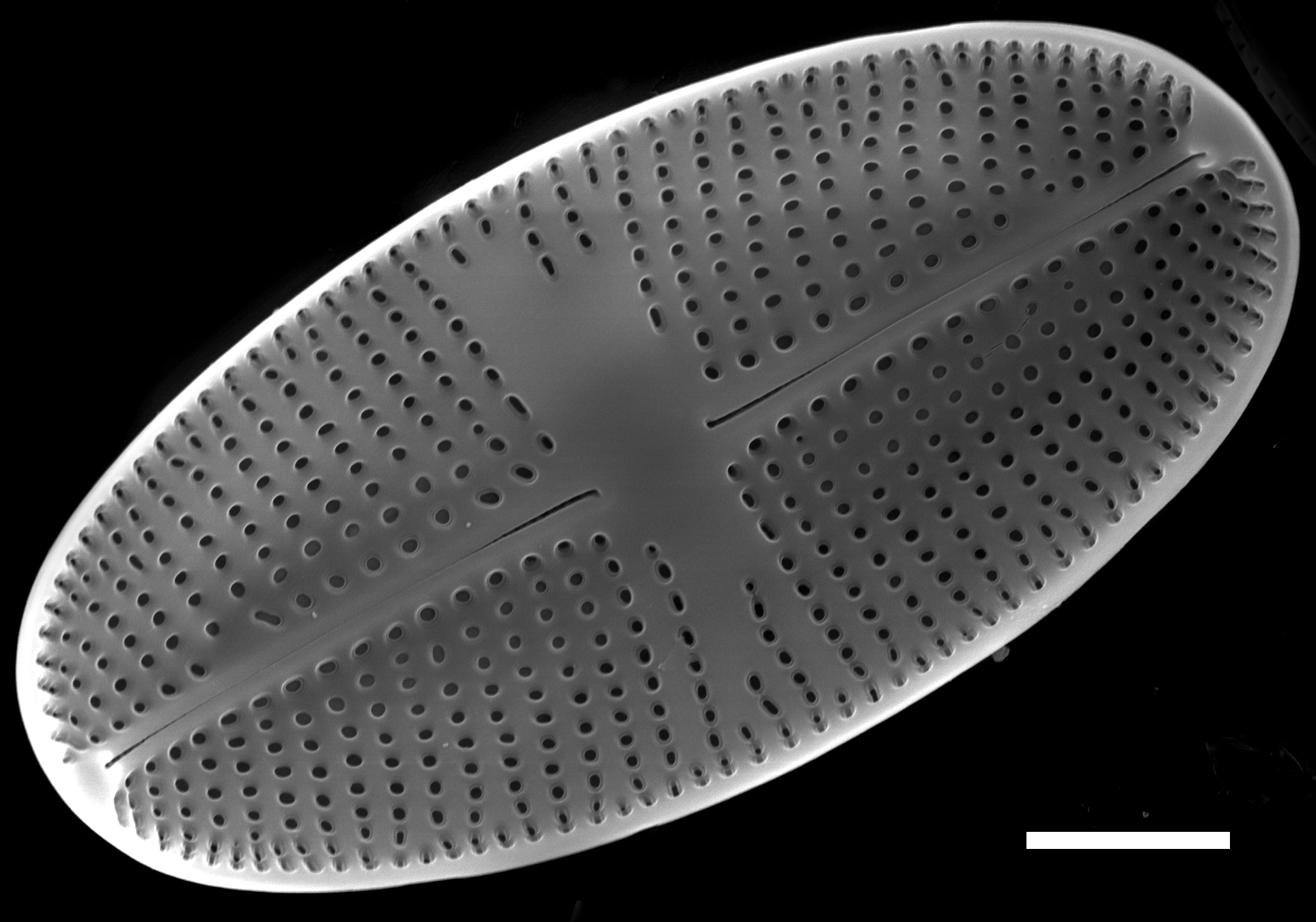 Psammothidium bioretii SEM3