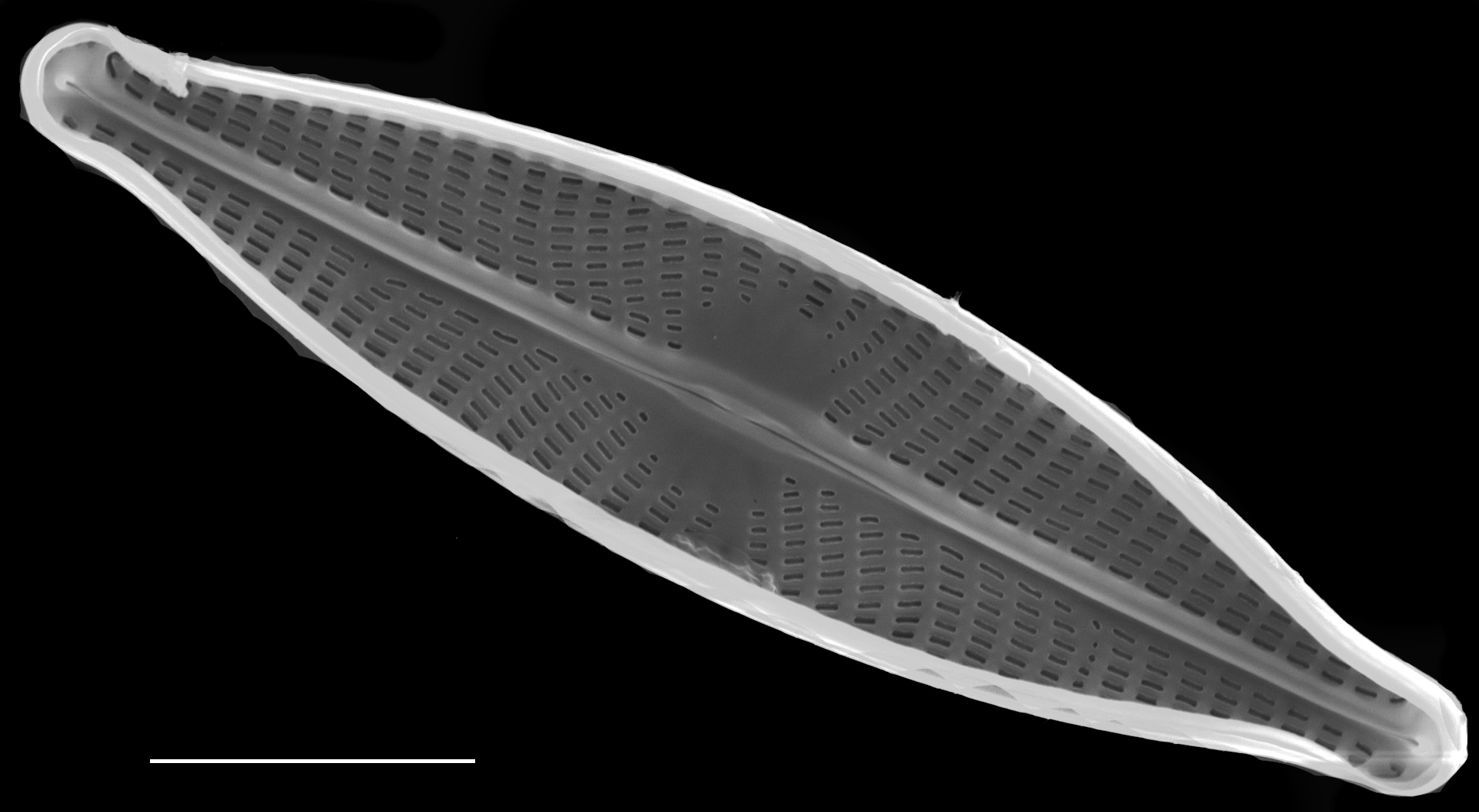 Navicula cryptocephala SEM3