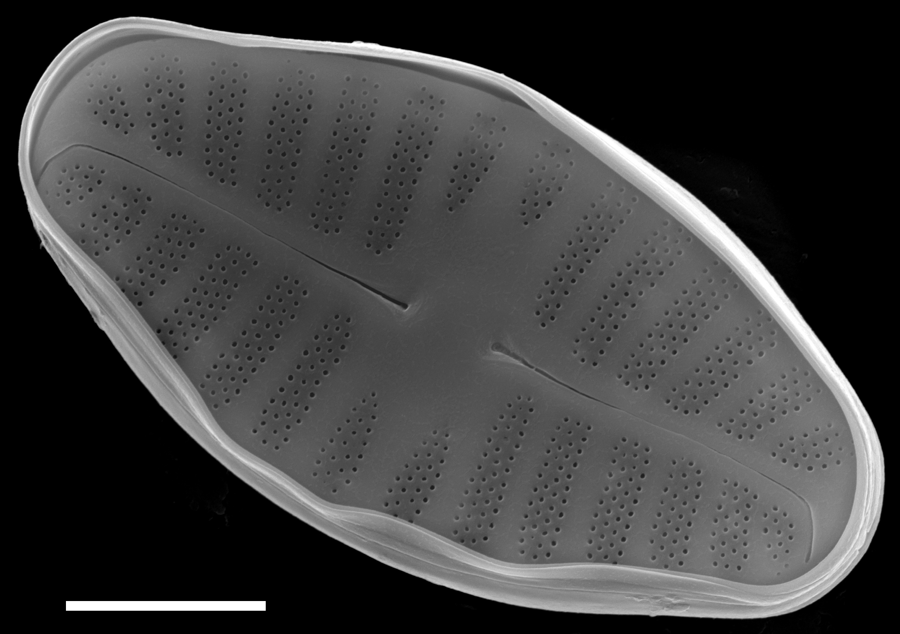 Planothidium frequentissimum SEM2