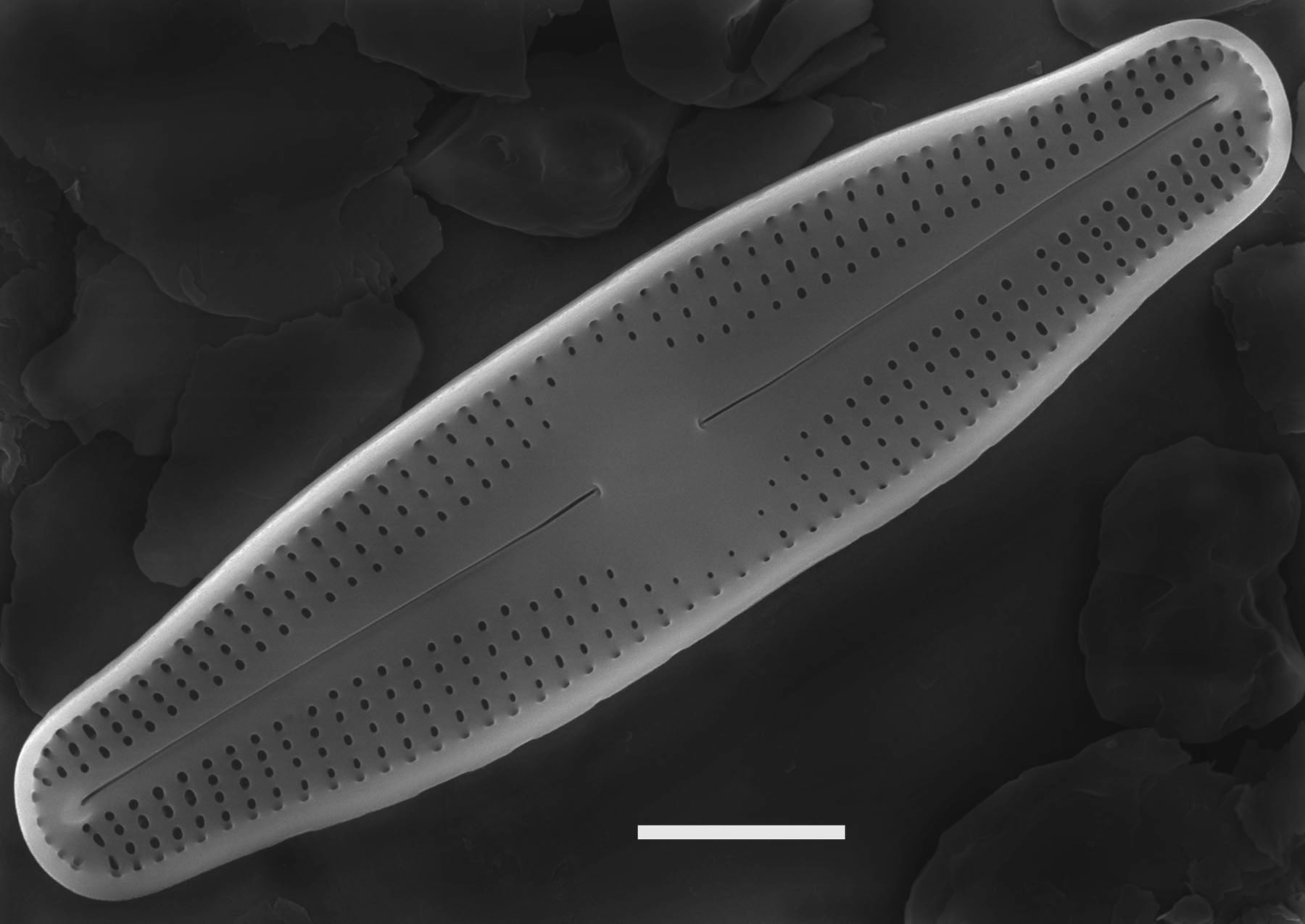 Nupela elegantula SEM1