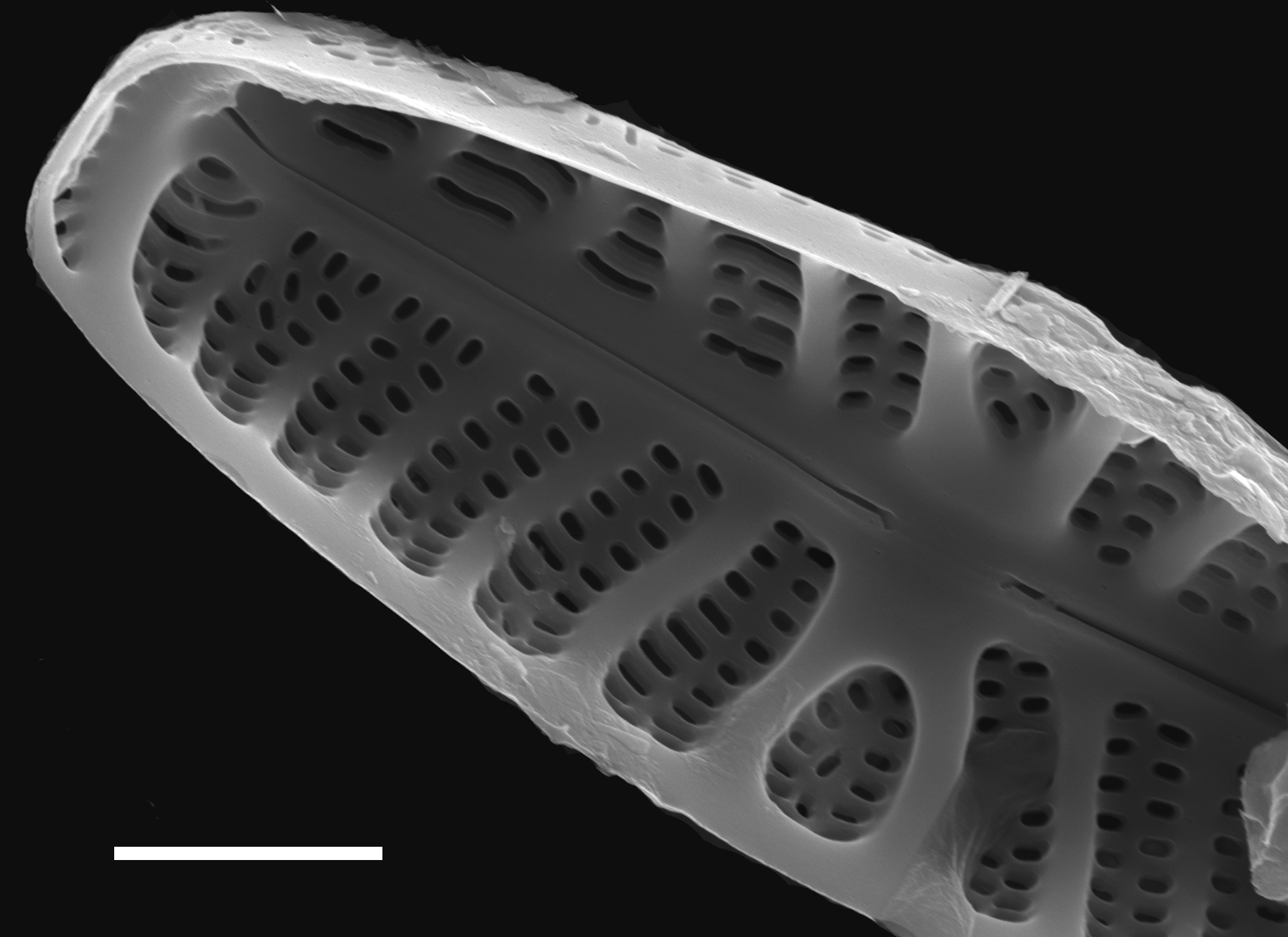 Hippodonta hungarica SEM2