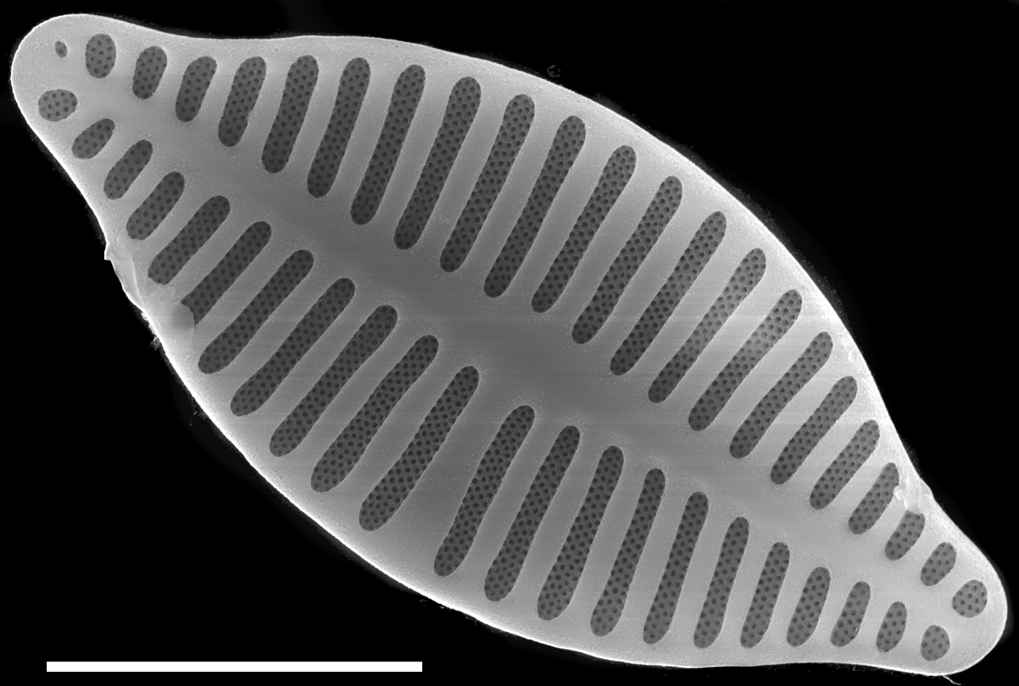 Planothidium delicatulum SEM1