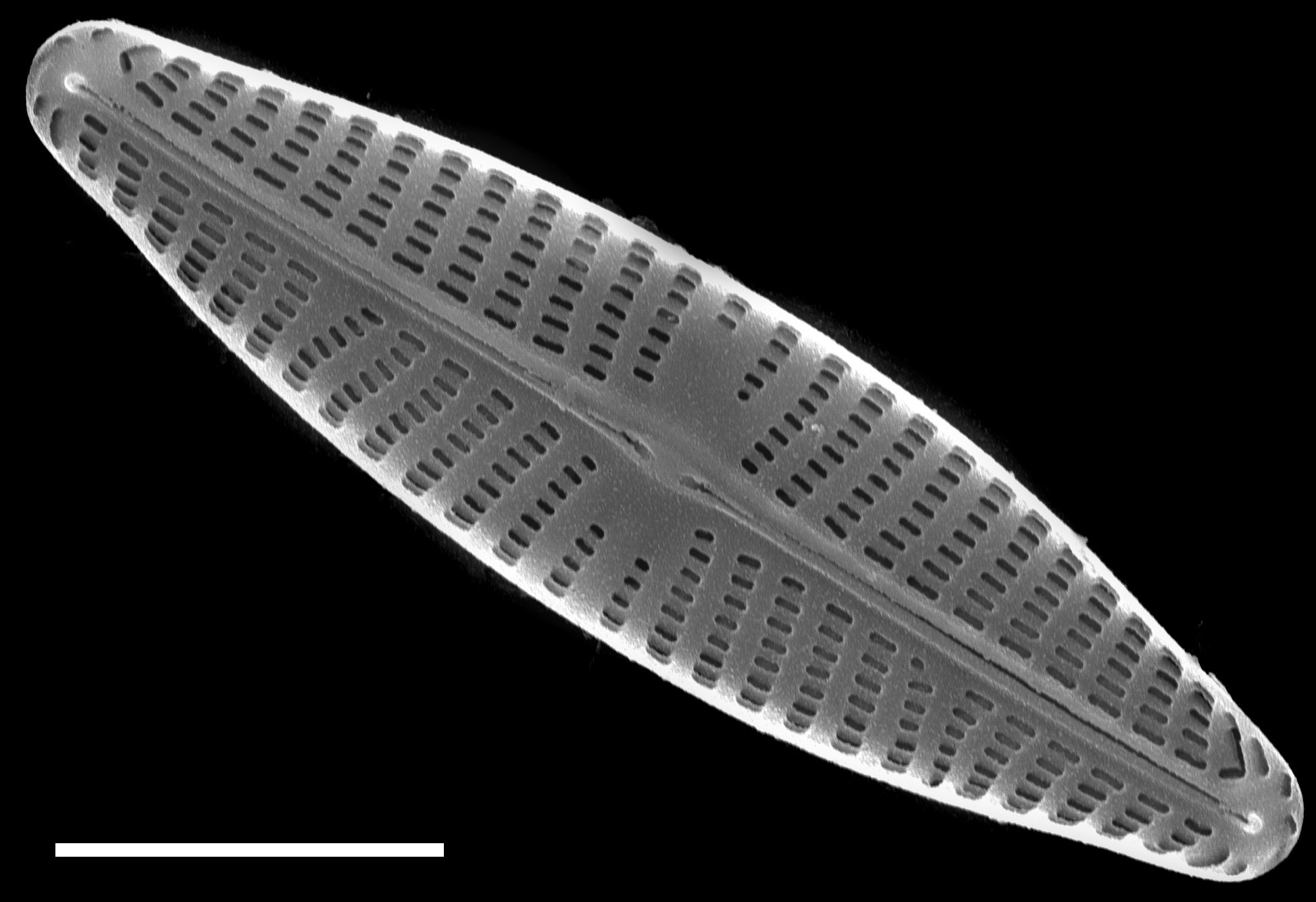 Navicula veneta SEM2