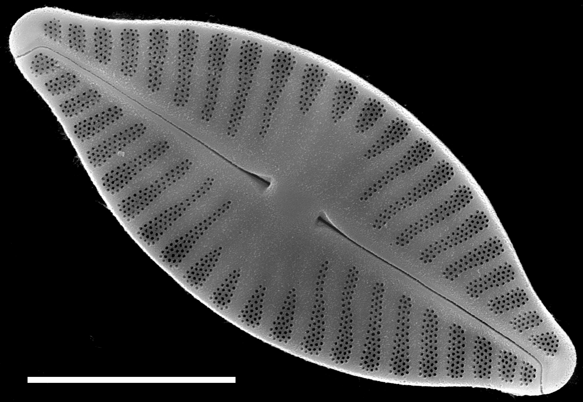 Planothidium delicatulum SEM2