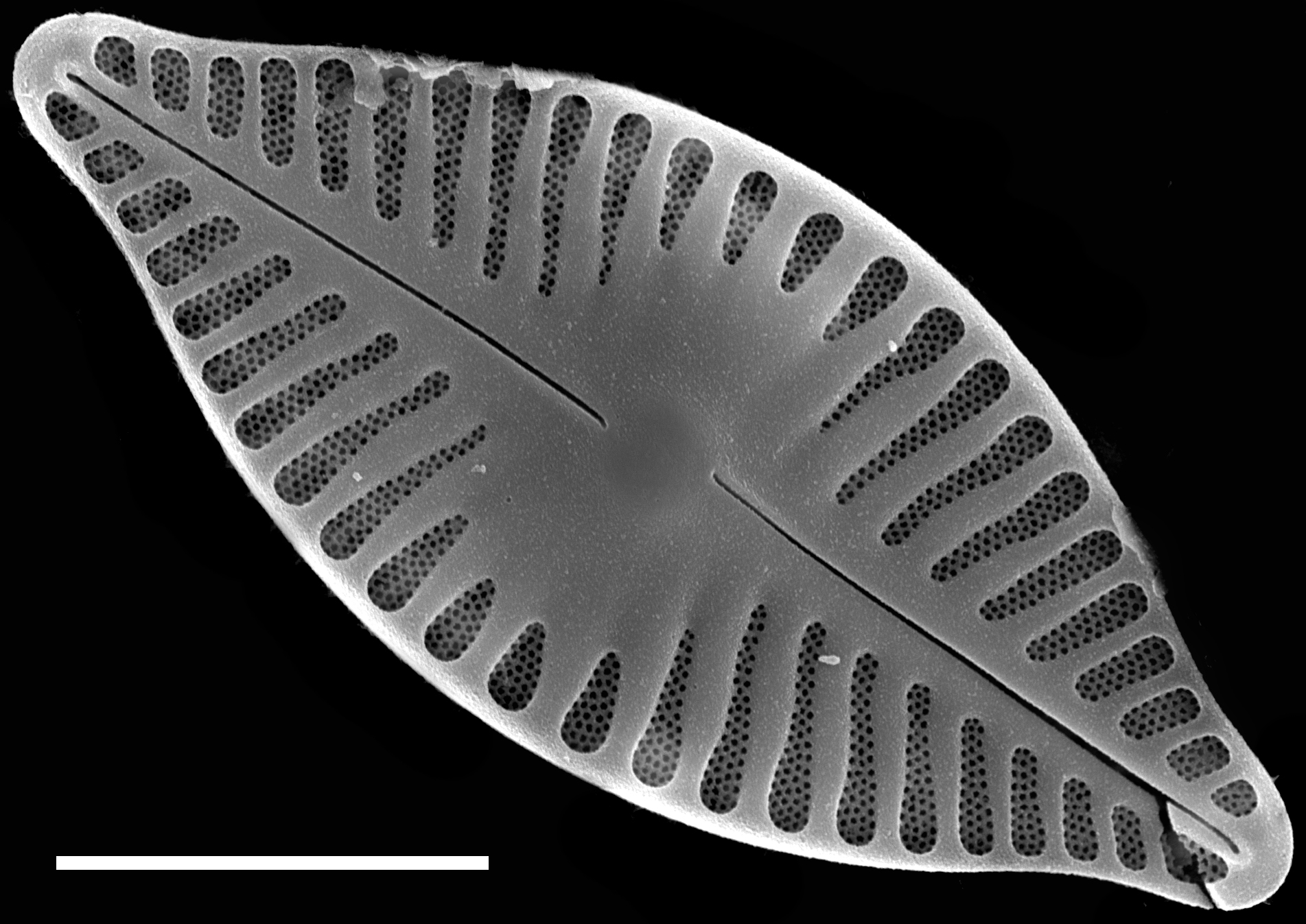 Planothidium delicatulum SEM3