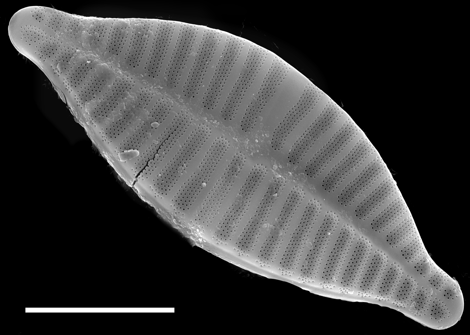 Planothidium delicatulum SEM4