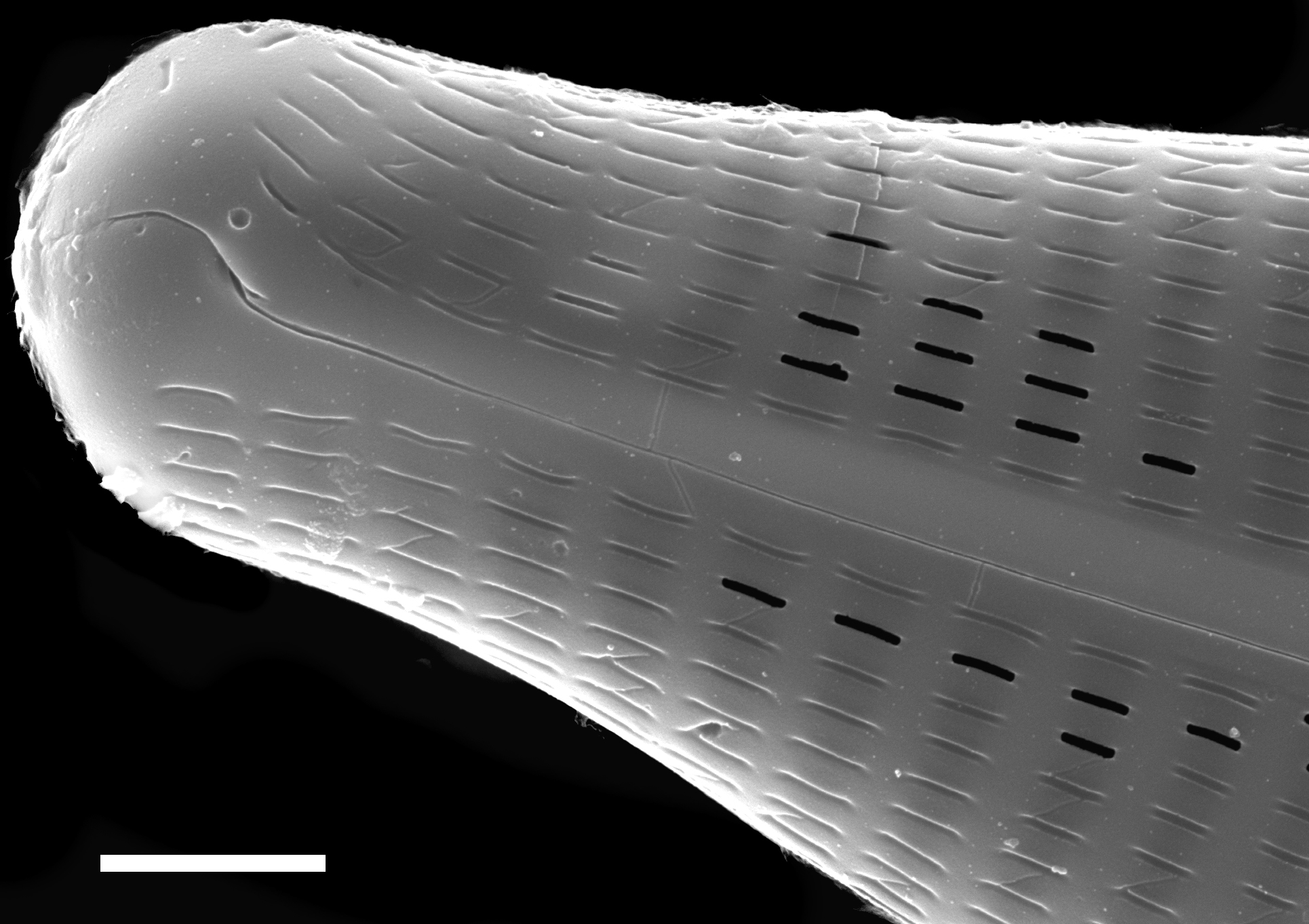 Navicula slesvicensis SEM3